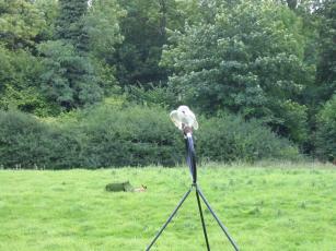 A Barn Owl