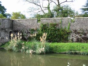 An apple tree growing against the South-East wall